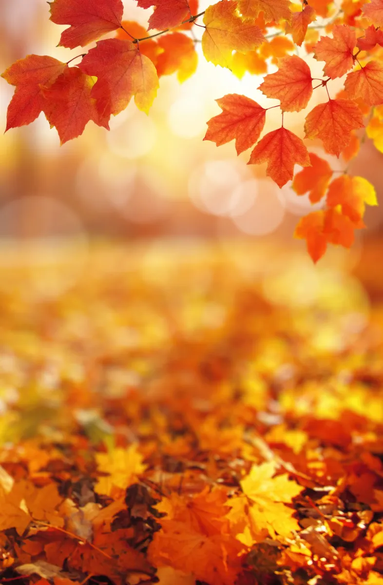 Autumn
